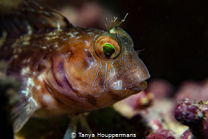 Emerald Eyes
A small blenny in the waters off of Clearwa... by Tanya Houppermans 